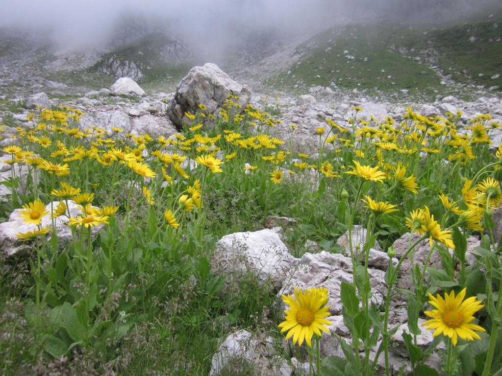 Bezgova Hisica Villa Bovec Exteriör bild
