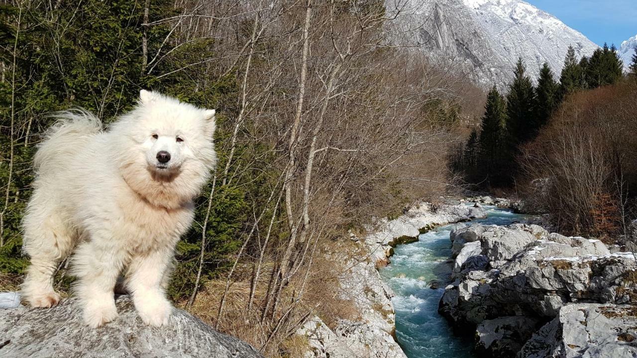 Bezgova Hisica Villa Bovec Exteriör bild